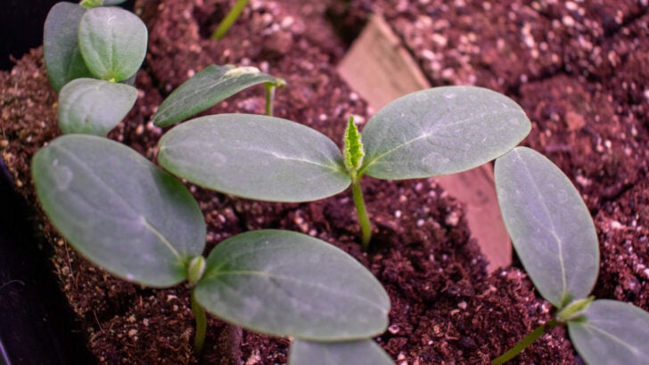 A recently germinated cucumber seedling started in a seed tray indoors.